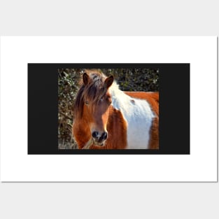 Assateague Pony Ms Macky Portrait Posters and Art